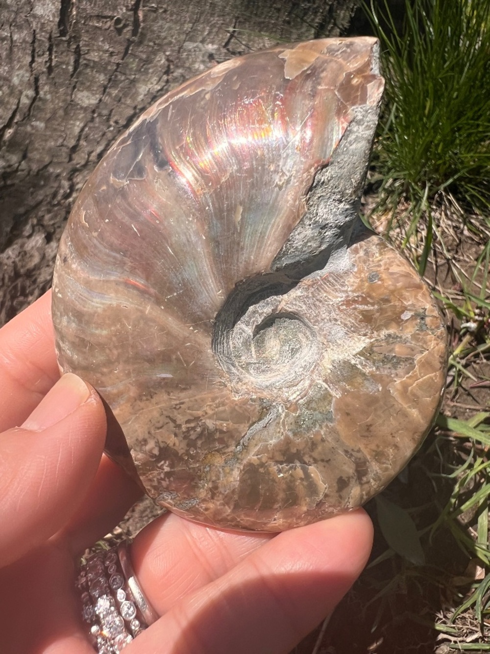 Ammonite (5) fossil with stand | crystal